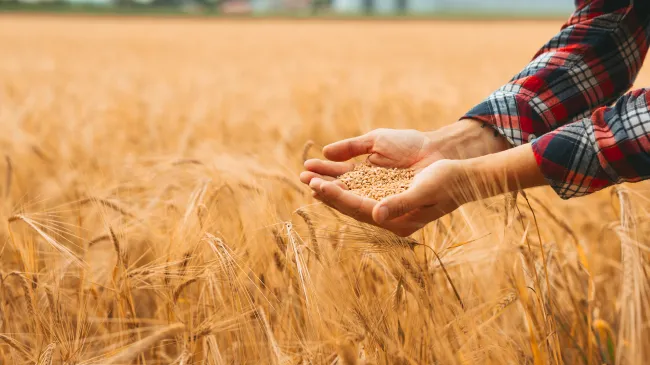 farmer holding wheatberries in wheat field